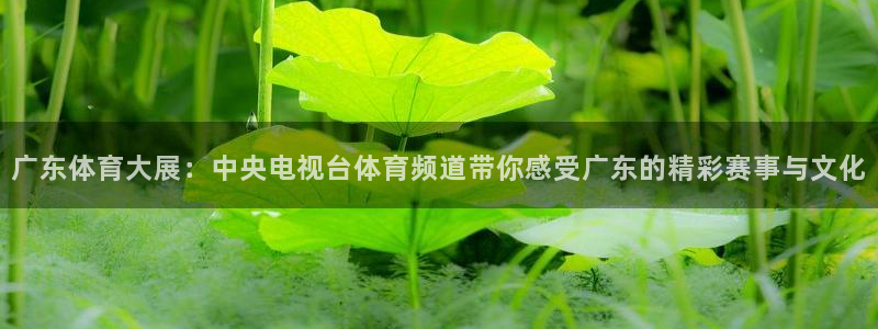 广东体育大展：中央电视台体育频道带你感受广东的精彩赛事与文化