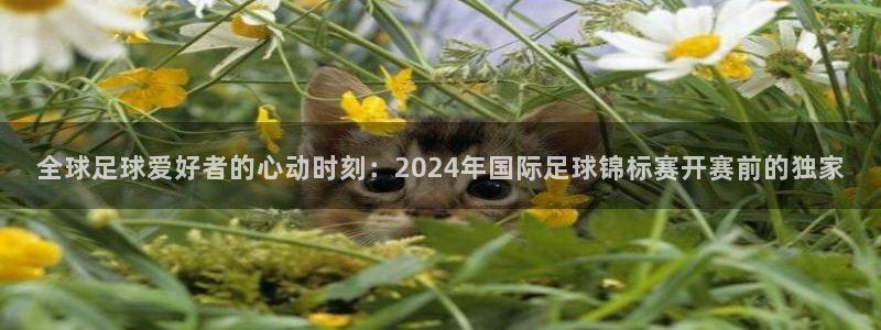 全球足球爱好者的心动时刻：2024年国际足球锦标赛开赛前的独家