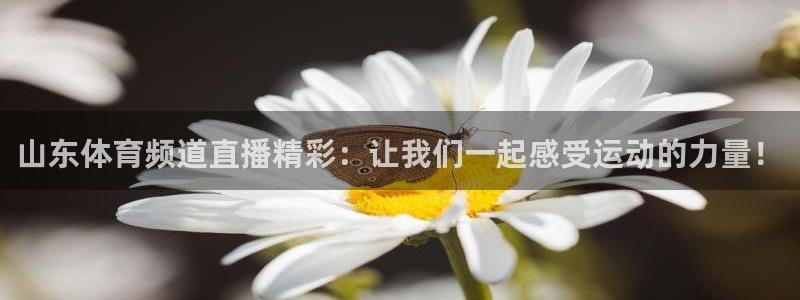 山东体育频道直播精彩：让我们一起感受运动的力量！