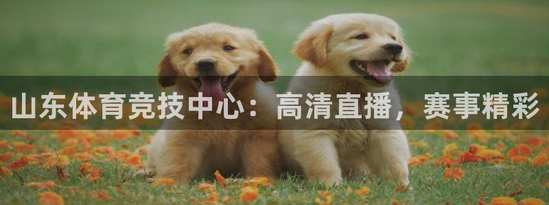 山东体育竞技中心：高清直播，赛事精彩