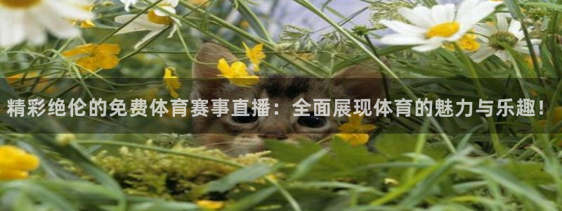 精彩绝伦的免费体育赛事直播：全面展现体育的魅力与乐趣！