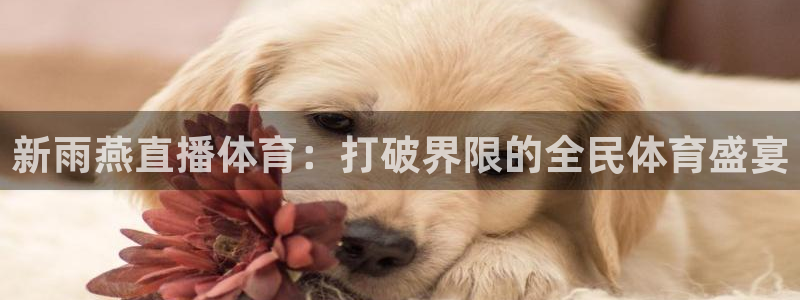 新雨燕直播体育：打破界限的全民体育盛宴